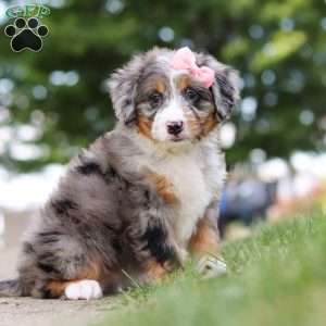 Mrs. O’Leary, Mini Bernedoodle Puppy